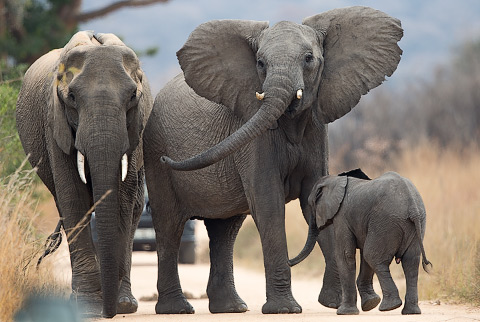 Elephant group in Kruger National Park
